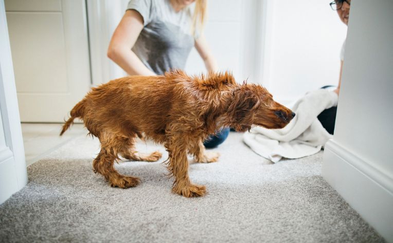 dog shaking on carpet